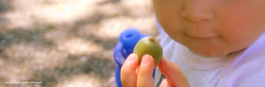 Through Grandma’s Eyes:  The Acorn