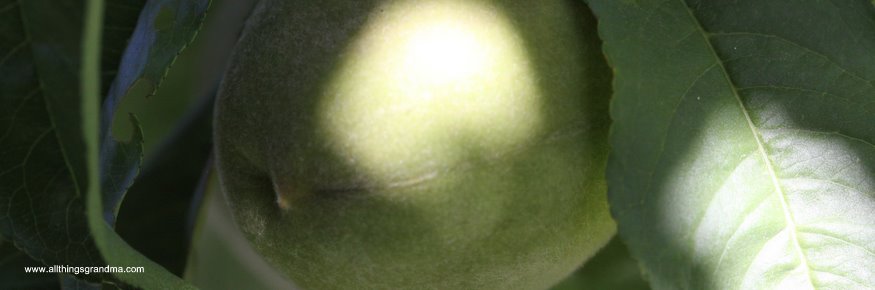 George’s Apples